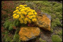 Image of Senecio littoralis Gaud.