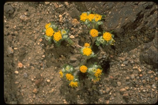 Image of Pringle's woolly sunflower