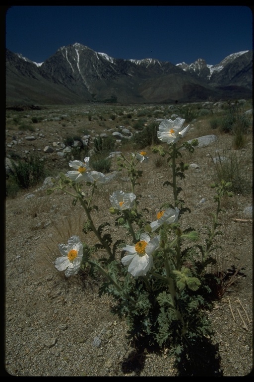 Image of flatbud pricklypoppy