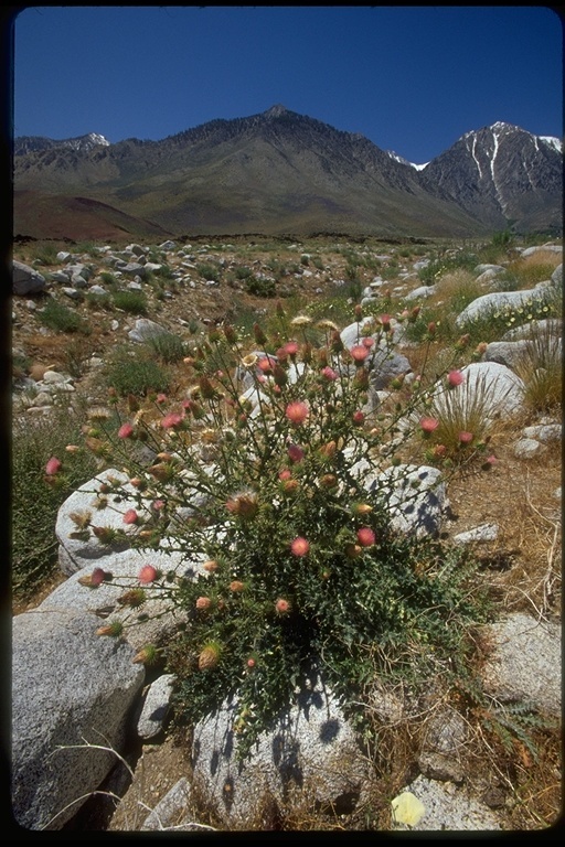 Plancia ëd Cirsium mohavense (Greene) Petr.