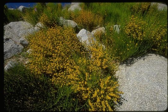 Imagem de Ephedra viridis Coville