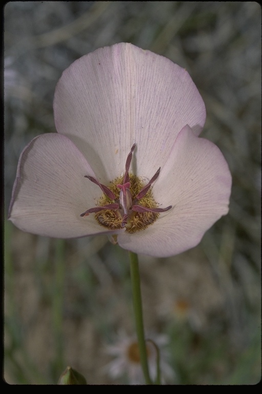 Imagem de Calochortus excavatus Greene