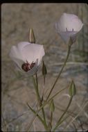 Imagem de Calochortus excavatus Greene