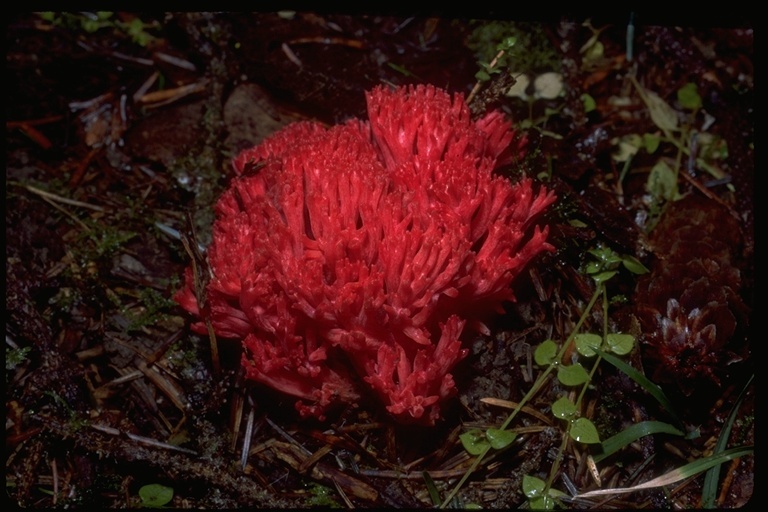 Image of Ramaria araiospora Marr & D. E. Stuntz 1974