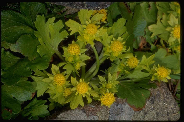 Image of Bear's-foot Sanicle