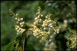 Image of Pacific madrone