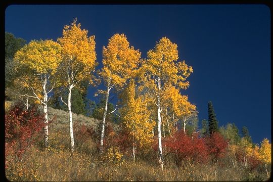 Image of quaking aspen