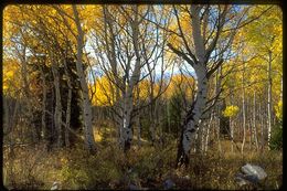 Image of quaking aspen