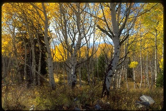 Image of quaking aspen