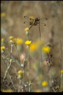 Libellula luctuosa Burmeister 1839 resmi