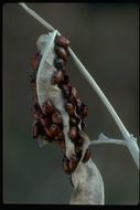 Image of Rathvon's Lady Beetle