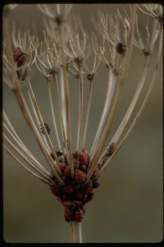 Image of Rathvon's Lady Beetle