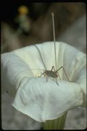 Image of Lesser Angle-winged Katydid