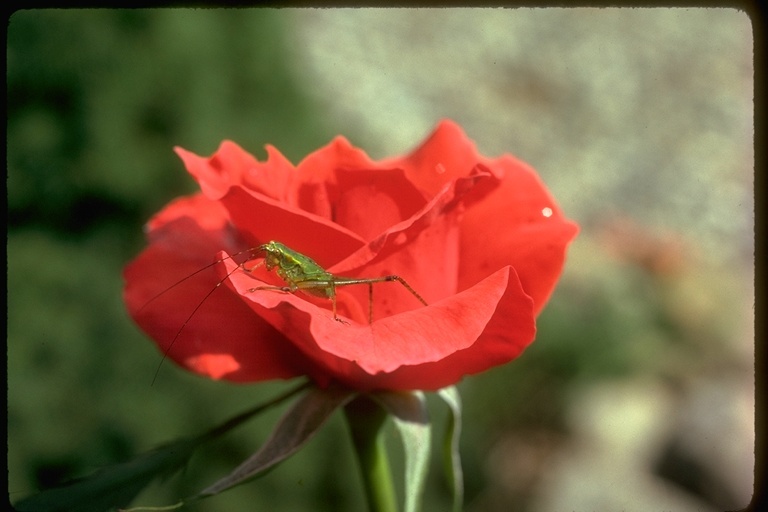 Image of Lesser Angle-winged Katydid