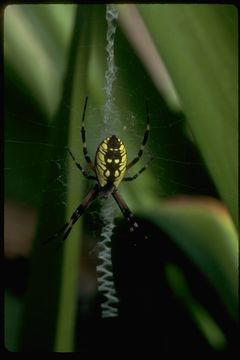 Image of Black-and-Yellow Argiope