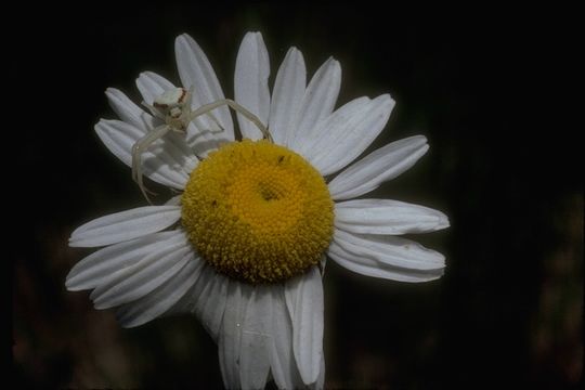 Image of Crab spider