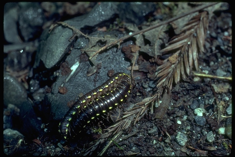 Image of millipedes