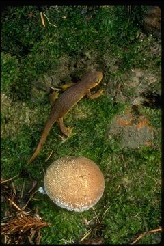 Image of California Newt