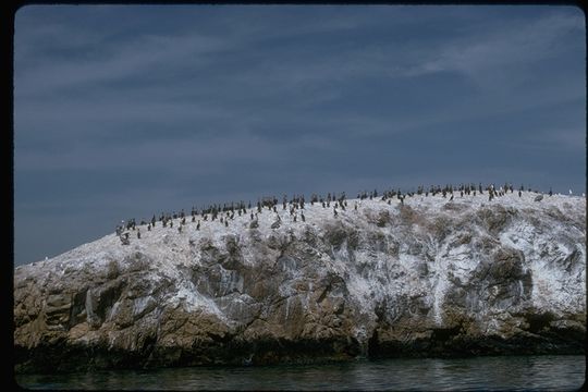 Phalacrocorax Brisson 1760 resmi