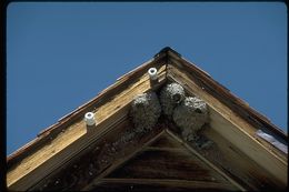 Image of American Cliff Swallow