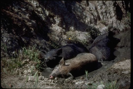 Image of Wild Boar