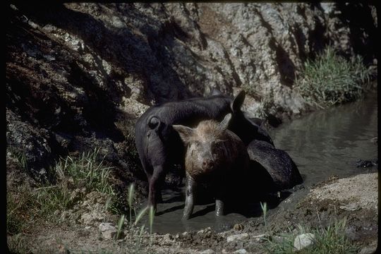 Image of Wild Boar