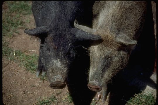 Image of Wild Boar