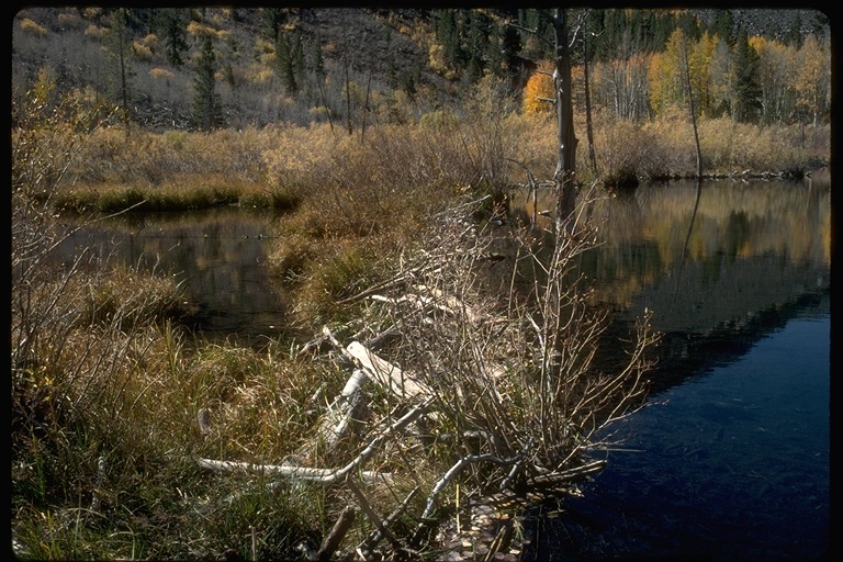 Image of American Beaver