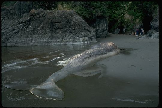 Image of Gray Whale