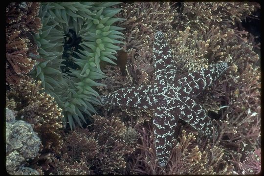 Image of ochre sea star