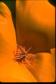 Image of California poppy