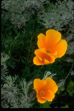 Imagem de Eschscholzia californica Cham.