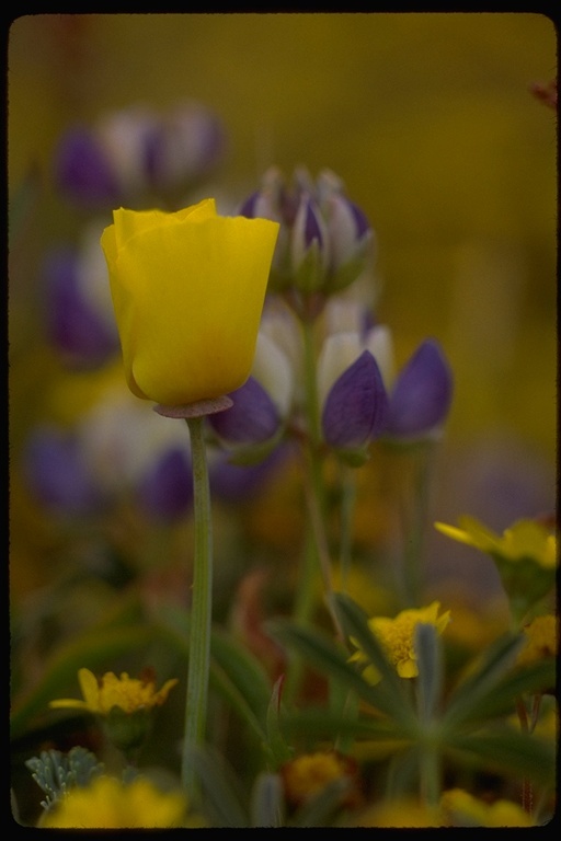 Imagem de Eschscholzia californica Cham.