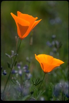 Imagem de Eschscholzia californica Cham.