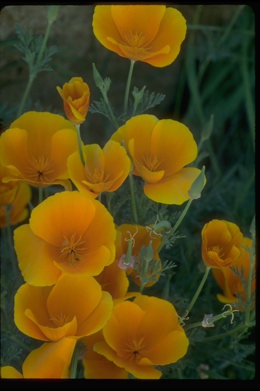 Imagem de Eschscholzia californica Cham.