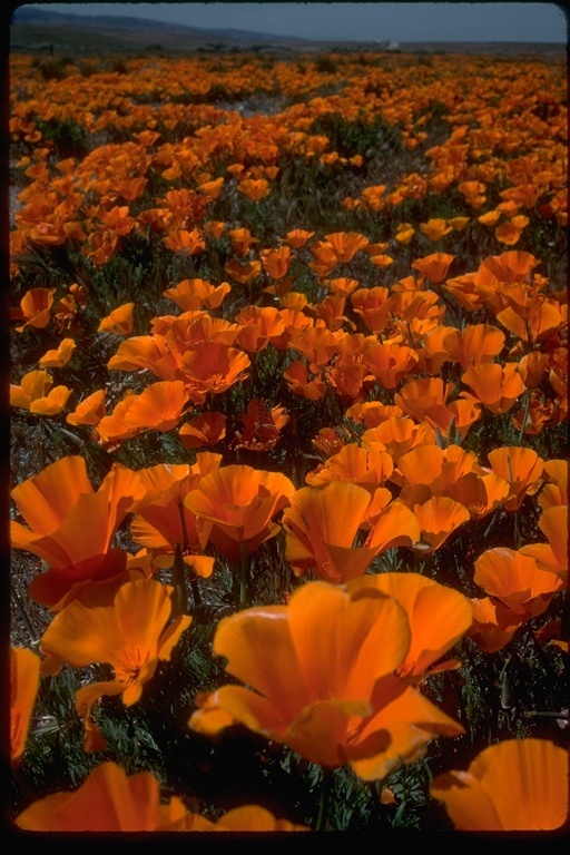 Imagem de Eschscholzia californica Cham.