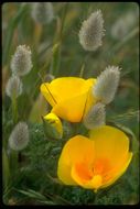 Imagem de Eschscholzia californica Cham.