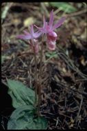 Image of Calypso orchid