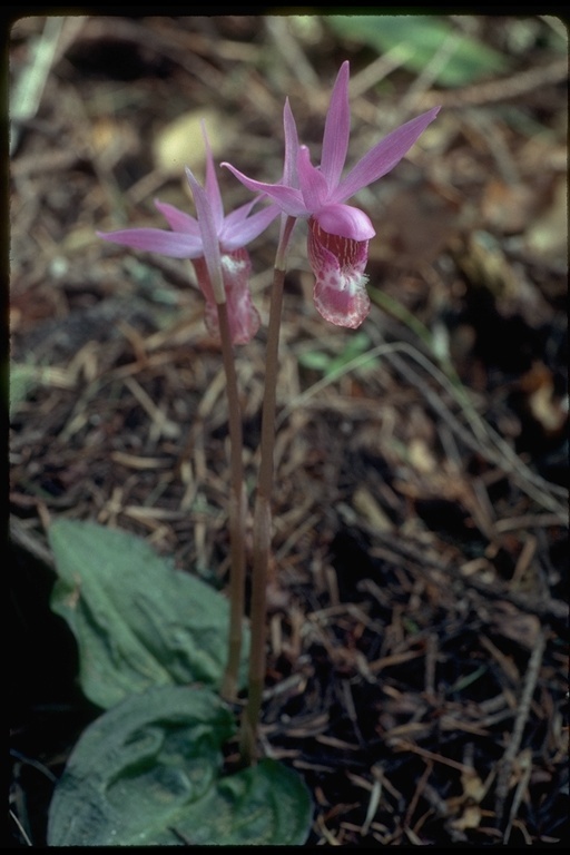 Imagem de Calypso bulbosa (L.) Oakes