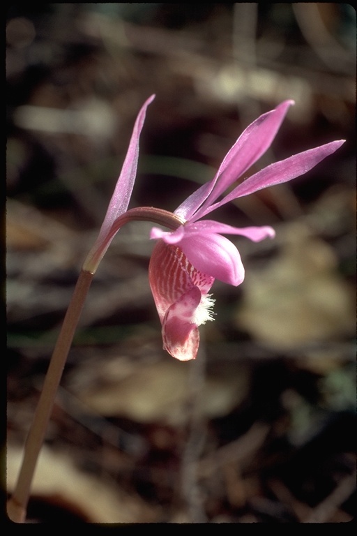 Image of Calypso orchid