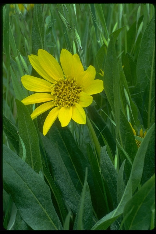 Wyethia angustifolia (DC.) Nutt. resmi