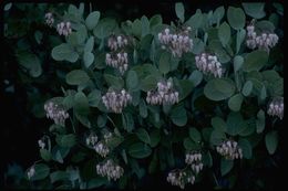 Arctostaphylos viscida subsp. mariposa (Dudley) P. V. Wells resmi