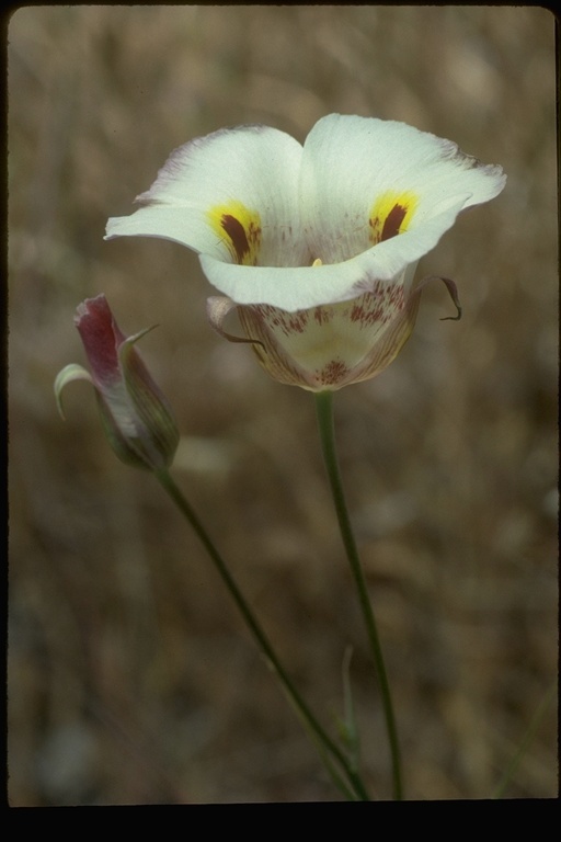 Image de Calochortus venustus Douglas ex Benth.