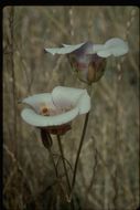 Image de Calochortus venustus Douglas ex Benth.