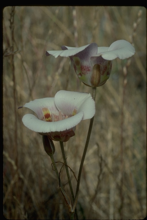 Image de Calochortus venustus Douglas ex Benth.