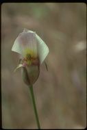 Image de Calochortus venustus Douglas ex Benth.