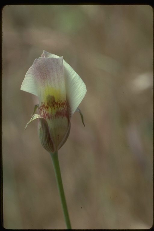 Image de Calochortus venustus Douglas ex Benth.