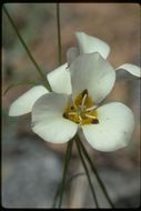 Calochortus leichtlinii Hook. fil. resmi