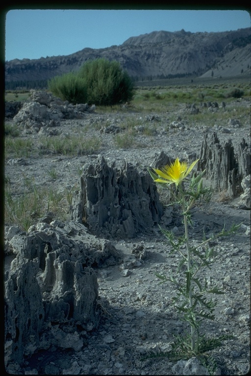 Image of giant blazing star