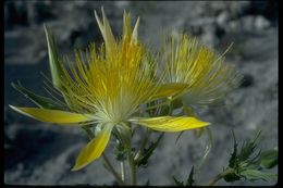 Image of giant blazing star